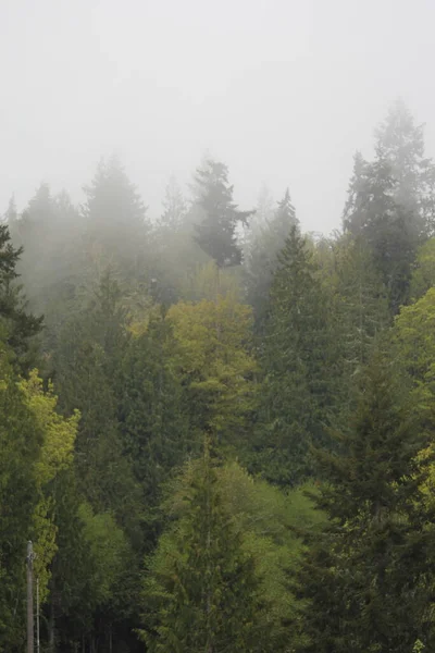Many Pines Pine Forest Fog Rain — стоковое фото