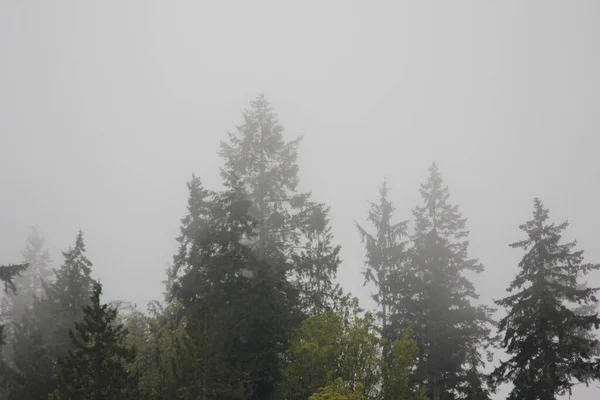Many Pines Firs Misty Mountains Rain — Foto Stock