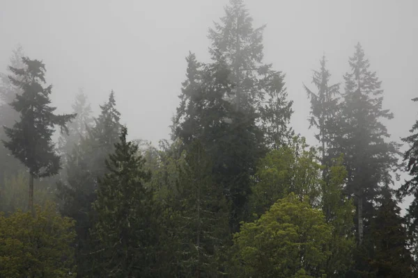 Yağmurdan sonra sisli dağlarda birçok çam ve köknar.