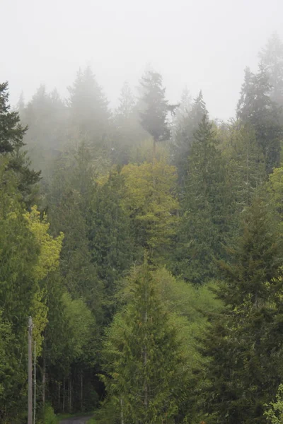 Çam ormanlarında çok çam var. Yağmurdan sonra sis..