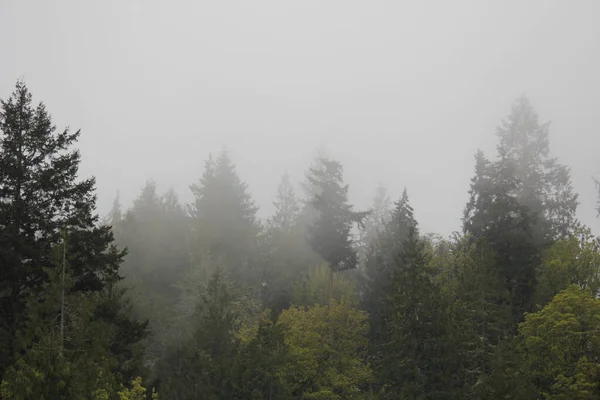 Багато Сосен Сосновому Лісі Туманом Після Дощу — стокове фото