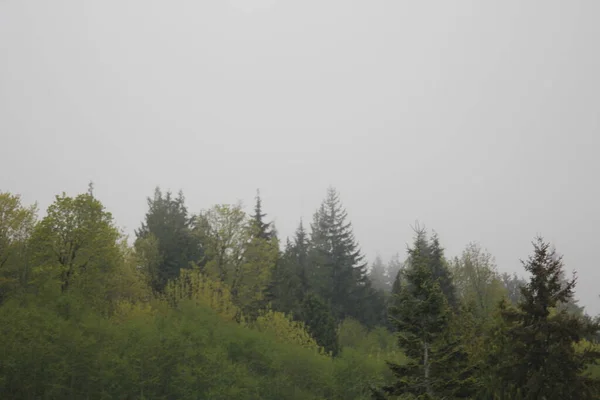 Багато Сосен Ялин Туманних Горах Після Дощу — стокове фото