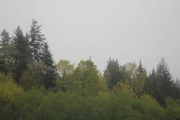 Yağmurdan sonra sisli dağlarda birçok çam ve köknar.
