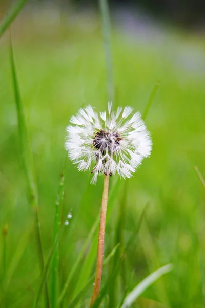 Macro Photography White Ball Dandelion Flower Blurred Green Background Fauna — ストック写真