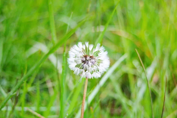 Makro Fotografia Białej Kuli Kwiatu Mniszka Lekarskiego Rozmytym Zielonym Tle — Zdjęcie stockowe