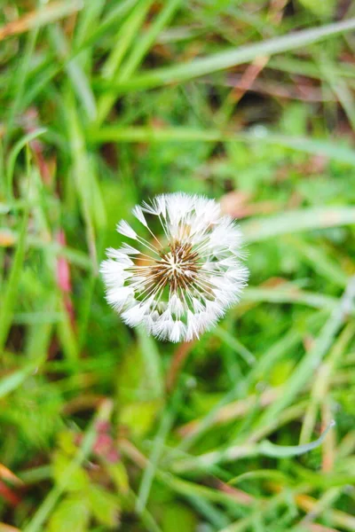 Macro Photography White Ball Dandelion Flower Blurred Green Background Fauna — Fotografia de Stock