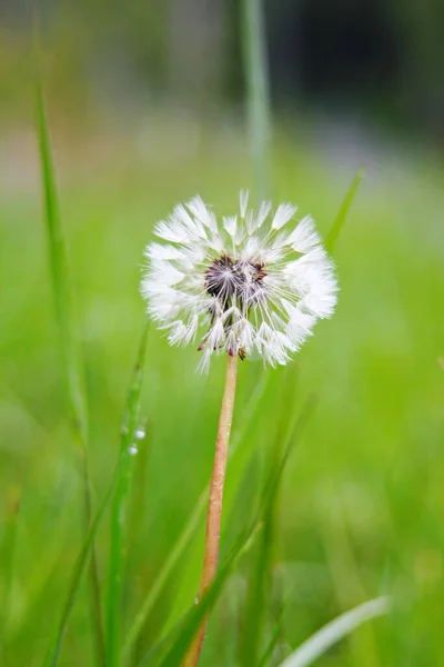 Macro Photography White Ball Dandelion Flower Blurred Green Background Fauna — Foto de Stock