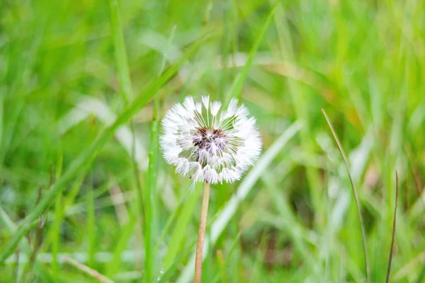 Makro Fotografia Białej Kuli Kwiatu Mniszka Lekarskiego Rozmytym Zielonym Tle — Zdjęcie stockowe