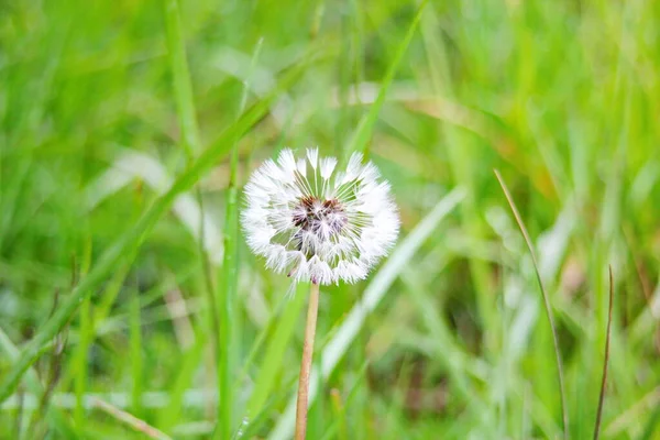 Bulanık yeşil arka planda beyaz bir karahindiba topunun makro fotoğrafı. Ilıman iklimin faunası. Yeşil bitkiler ve doğal ortamın ekolojisi.