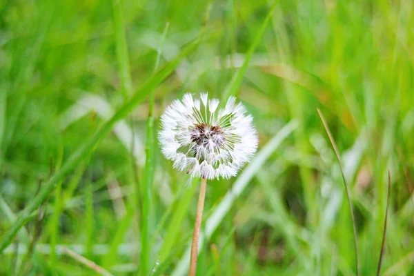 Macro Photography White Ball Dandelion Flower Blurred Green Background Fauna — ストック写真