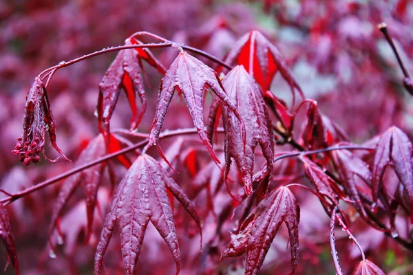 Japon akçaağaç yaprakları ilk olarak yağmurdan sonra çiçek açar..