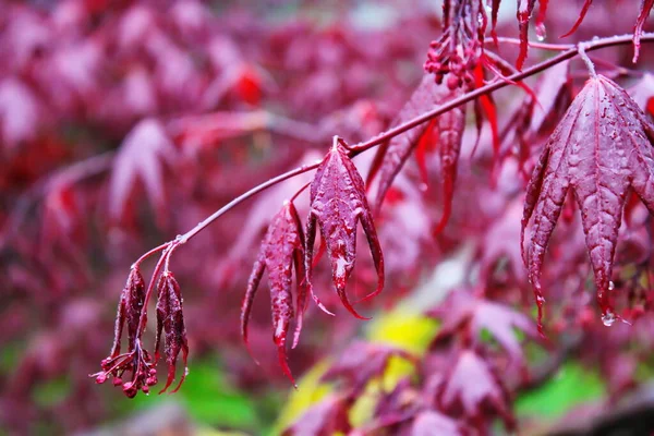 Japanese Maple Leaves First Blooming Rain — 스톡 사진