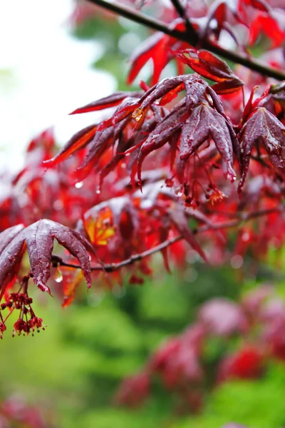 Japanese Maple Leaves First Blooming Rain — 스톡 사진