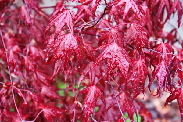 Japon akçaağaç yaprakları ilk olarak yağmurdan sonra çiçek açar..