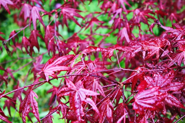 Japon akçaağaç yaprakları ilk olarak yağmurdan sonra çiçek açar..