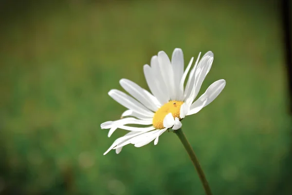 Daisy Eller Marguerite Argyranthemum Frutescens Blomma Äng Mot Suddig Bakgrund — Stockfoto