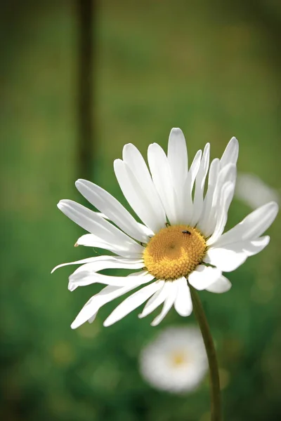 Margarida Margarida Argyranthemum Frutescens Flor Prado Contra Fundo Turvo Grama — Fotografia de Stock