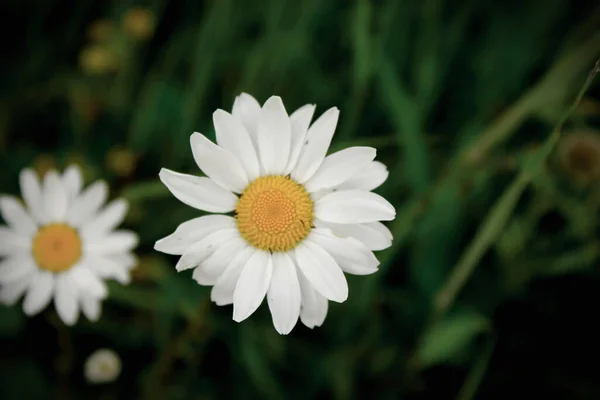 Daisy Vagy Marguerite Argyranthemum Frutescens Virág Réten Zöld Homályos Háttere — Stock Fotó