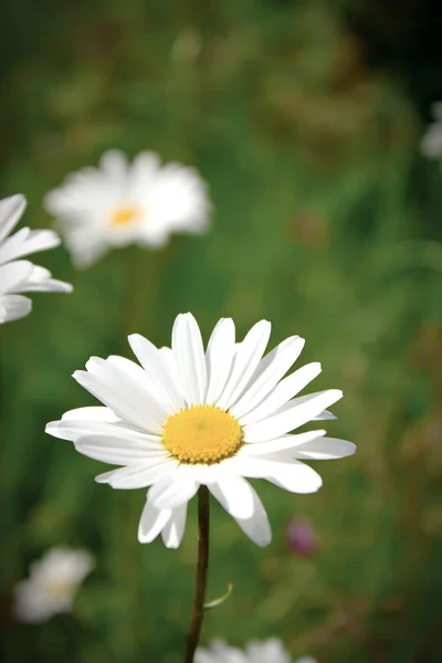 Daisy Vagy Marguerite Argyranthemum Frutescens Virág Réten Zöld Homályos Háttere — Stock Fotó