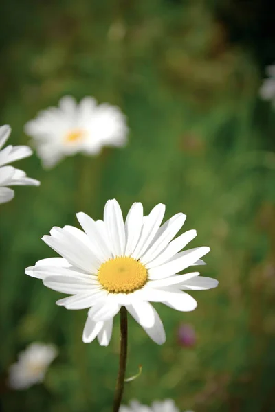 Daisy Lub Marguerite Argyranthemum Frutescens Kwiat Łące Niewyraźnym Tle Zielonej — Zdjęcie stockowe