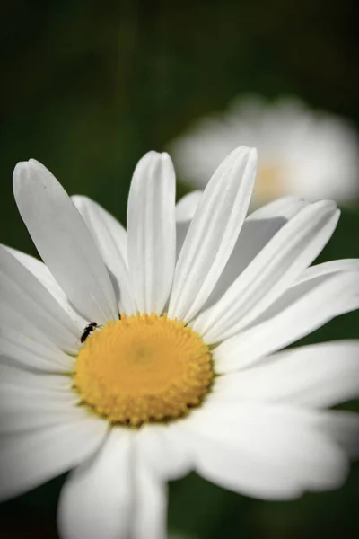 Daisy Vagy Marguerite Argyranthemum Frutescens Virág Réten Zöld Homályos Háttere — Stock Fotó