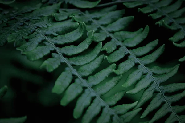 葉のパターンの背景 実際の写真 シダの葉の近くの写真 — ストック写真