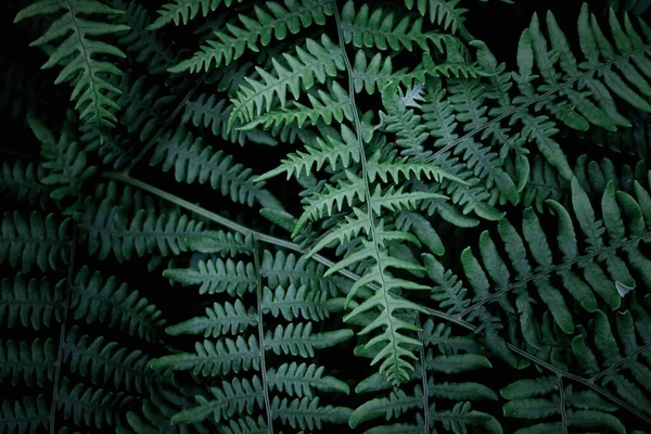 Leaves pattern background, real photo, fern leaves background, top view leaves