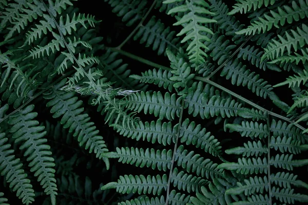 Leaves pattern background, real photo, fern leaves background, top view leaves