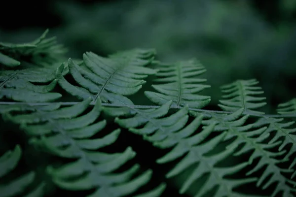 葉のパターンの背景 実際の写真 シダの葉の背景 トップビューの葉 — ストック写真