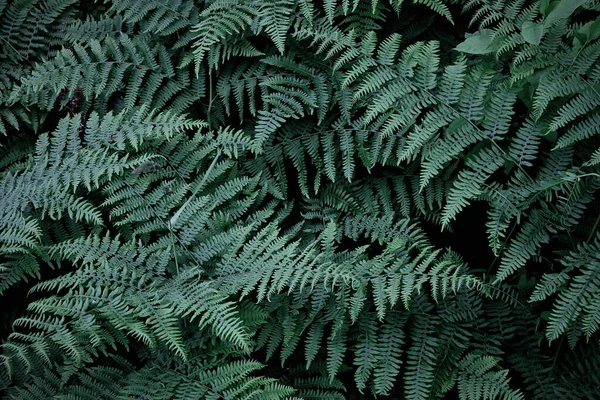 Blad Mönster Bakgrund Äkta Foto Ormbunkar Blad Bakgrund Ovanifrån Löv — Stockfoto