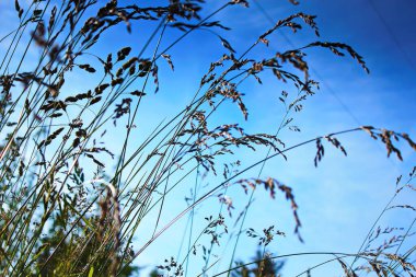 Rüzgar, kırmızı reed sway mavi gökyüzü arka plan, sonbahar alanında reed ile rüzgarda üfleme kuru ot çiçek.