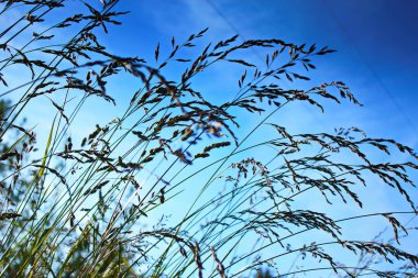 Rüzgar, kırmızı reed sway mavi gökyüzü arka plan, sonbahar alanında reed ile rüzgarda üfleme kuru ot çiçek.