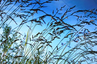 Rüzgar, kırmızı reed sway mavi gökyüzü arka plan, sonbahar alanında reed ile rüzgarda üfleme kuru ot çiçek.