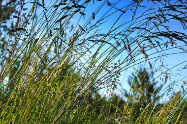 Rüzgar, kırmızı reed sway mavi gökyüzü arka plan, sonbahar alanında reed ile rüzgarda üfleme kuru ot çiçek.