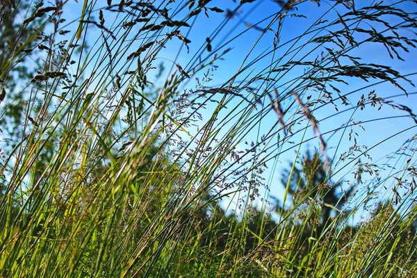 青い空を背景 秋にヨシと風に赤いリード揺れるに吹く乾いた草の花 — ストック写真