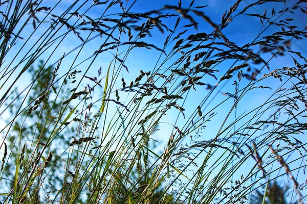 青い空を背景 秋にヨシと風に赤いリード揺れるに吹く乾いた草の花 — ストック写真