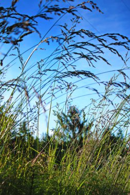 Rüzgar, kırmızı reed sway mavi gökyüzü arka plan, sonbahar alanında reed ile rüzgarda üfleme kuru ot çiçek.