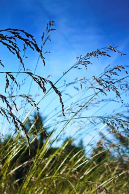 Rüzgar, kırmızı reed sway mavi gökyüzü arka plan, sonbahar alanında reed ile rüzgarda üfleme kuru ot çiçek.