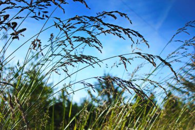 Rüzgar, kırmızı reed sway mavi gökyüzü arka plan, sonbahar alanında reed ile rüzgarda üfleme kuru ot çiçek.