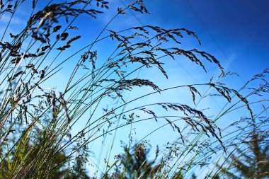 Rüzgar, kırmızı reed sway mavi gökyüzü arka plan, sonbahar alanında reed ile rüzgarda üfleme kuru ot çiçek.