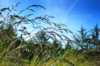 Rüzgar, kırmızı reed sway mavi gökyüzü arka plan, sonbahar alanında reed ile rüzgarda üfleme kuru ot çiçek.