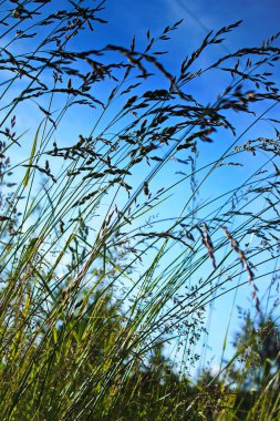Rüzgar, kırmızı reed sway mavi gökyüzü arka plan, sonbahar alanında reed ile rüzgarda üfleme kuru ot çiçek.