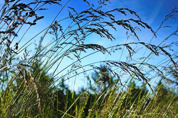 Trockenes Gras Blume Weht Wind Rotes Schilf Schwankt Wind Mit — Stockfoto