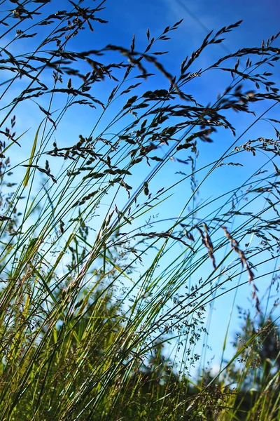 Rüzgar, kırmızı reed sway mavi gökyüzü arka plan, sonbahar alanında reed ile rüzgarda üfleme kuru ot çiçek.