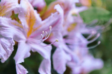 Kuzey Amerika ülkesinde açan beyaz bir çiçek, 