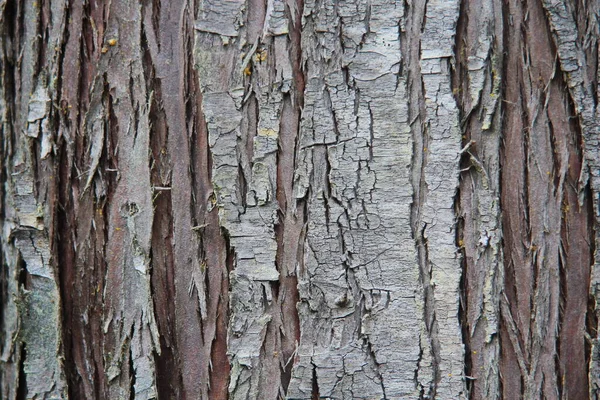 Light Brown Bark Large Tree Taiga Forest Pine Forest Bark — 图库照片