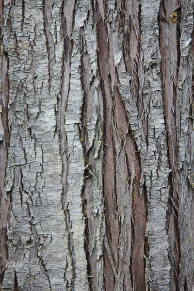 Ανοιχτόχρωμος Φλοιός Ενός Μεγάλου Δέντρου Στο Δάσος Της Τάιγκα Στο — Φωτογραφία Αρχείου