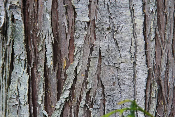 Light Brown Bark Large Tree Taiga Forest Pine Forest Bark — 图库照片