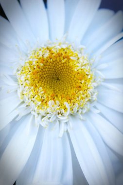 Büyük papatya, büyüteç fotoğrafı beyaz papatya, sarı papatya, papatya yaz tarlası ve yağmur sonrası yağmur damlaları.
