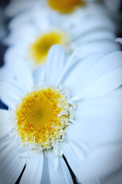 Büyük papatya, büyüteç fotoğrafı beyaz papatya, sarı papatya, papatya yaz tarlası ve yağmur sonrası yağmur damlaları.